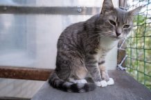 Balkongestaltung für Katzen – Katzensicherer Balkon
