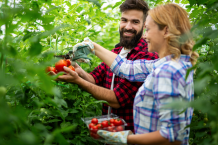 Mischkultur bei Tomaten – 8 gute Nachbarn