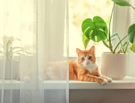 15 Katzenfreundliche Zimmerpflanzen – Tipps