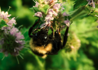 Wildbienen schützen – 8 Pflanzen für den Garten